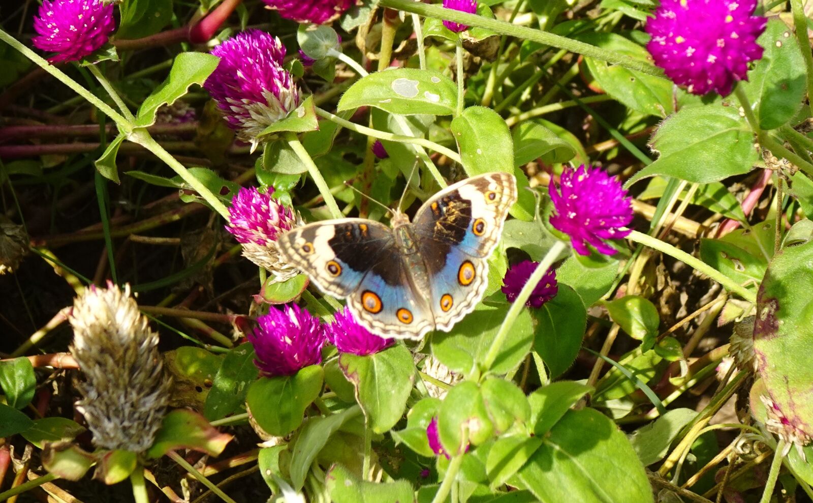 Sony DSC-WX800 sample photo. Butterfly, blue pansy, insect photography