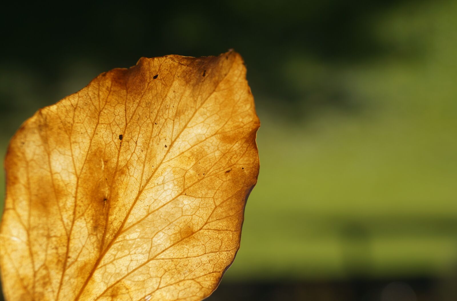 Sony SLT-A37 sample photo. Leaf, leaves, autumn photography
