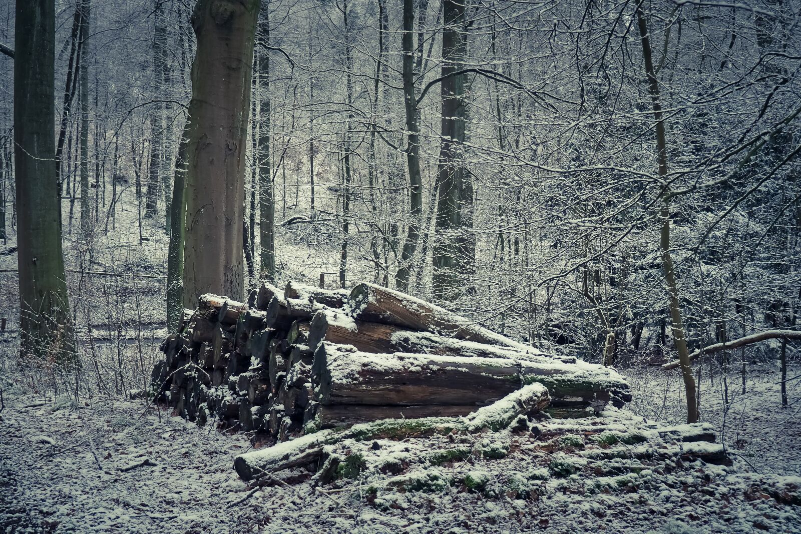 Olympus OM-D E-M10 sample photo. Forest, nature, landscape photography