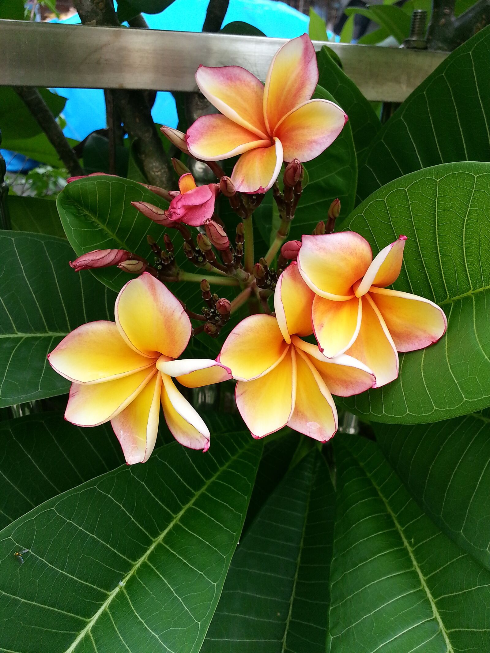 Samsung Galaxy S3 sample photo. Plumeria, flower, hotel photography