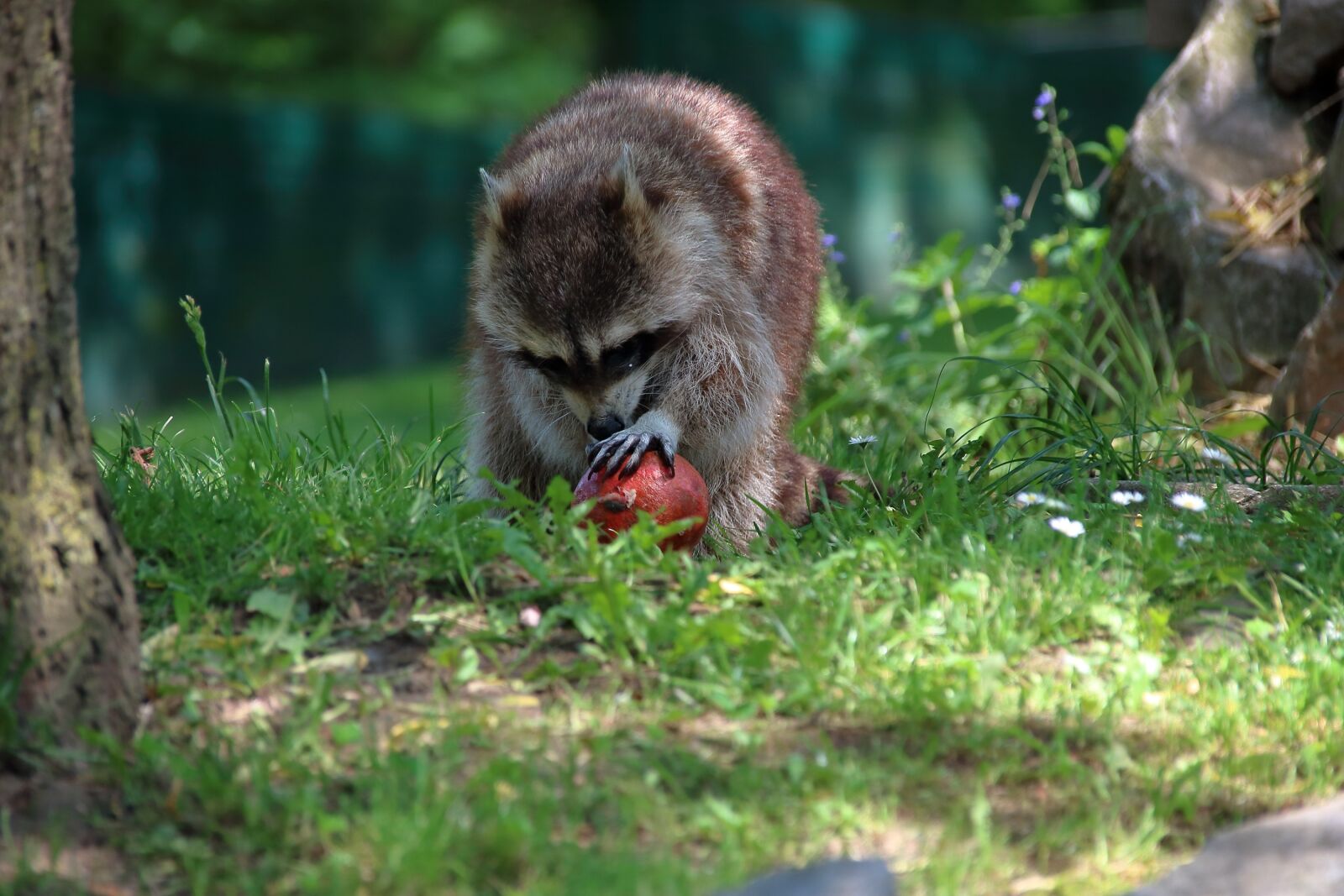 Canon EOS 750D (EOS Rebel T6i / EOS Kiss X8i) sample photo. Zoo, raccoon, animal world photography