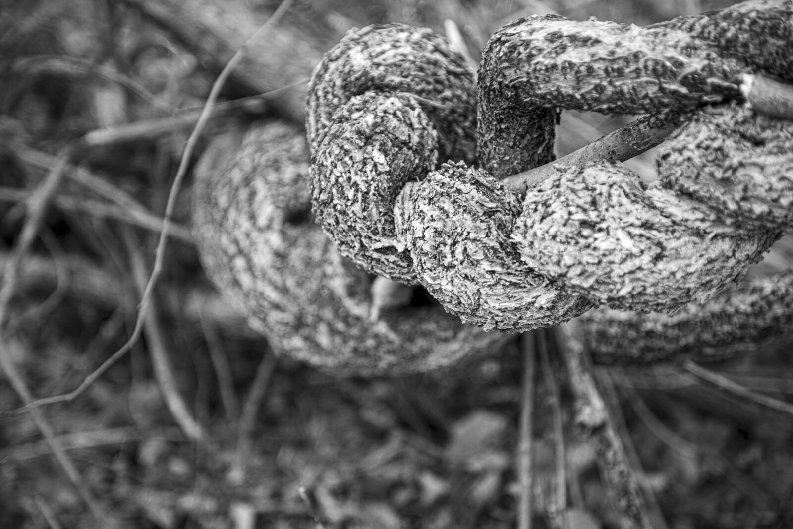 Canon EOS 5D Mark IV sample photo. Texture, tree, bark photography