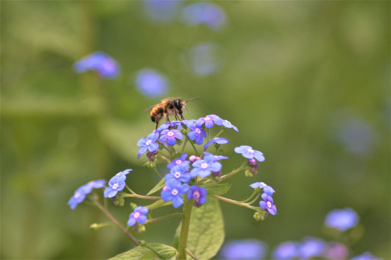 Canon EOS 1000D (EOS Digital Rebel XS / EOS Kiss F) sample photo. Bee, pollination, walk in photography