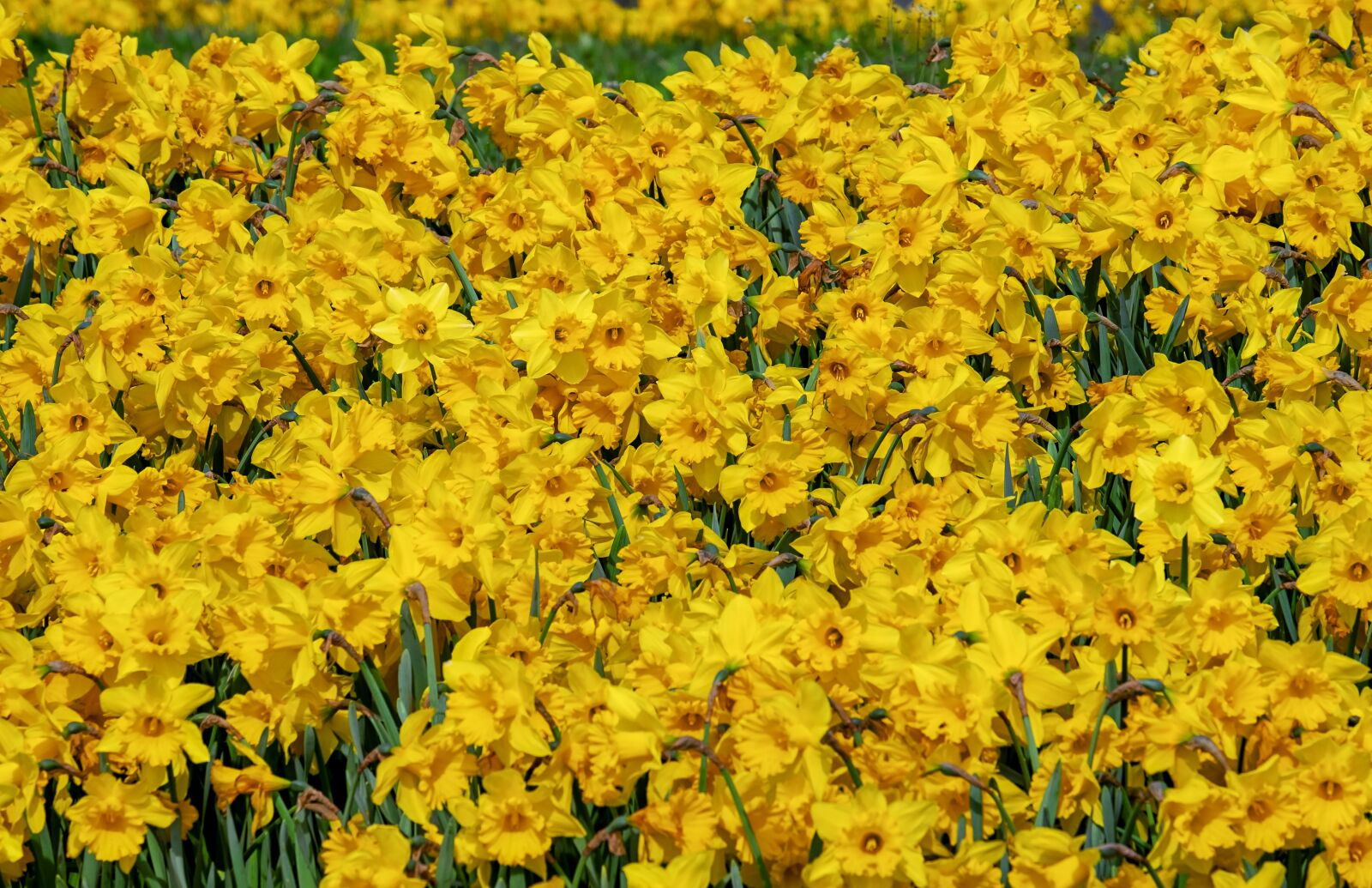 Fujifilm XF 55-200mm F3.5-4.8 R LM OIS sample photo. Osterglocken, flowers, bloom photography