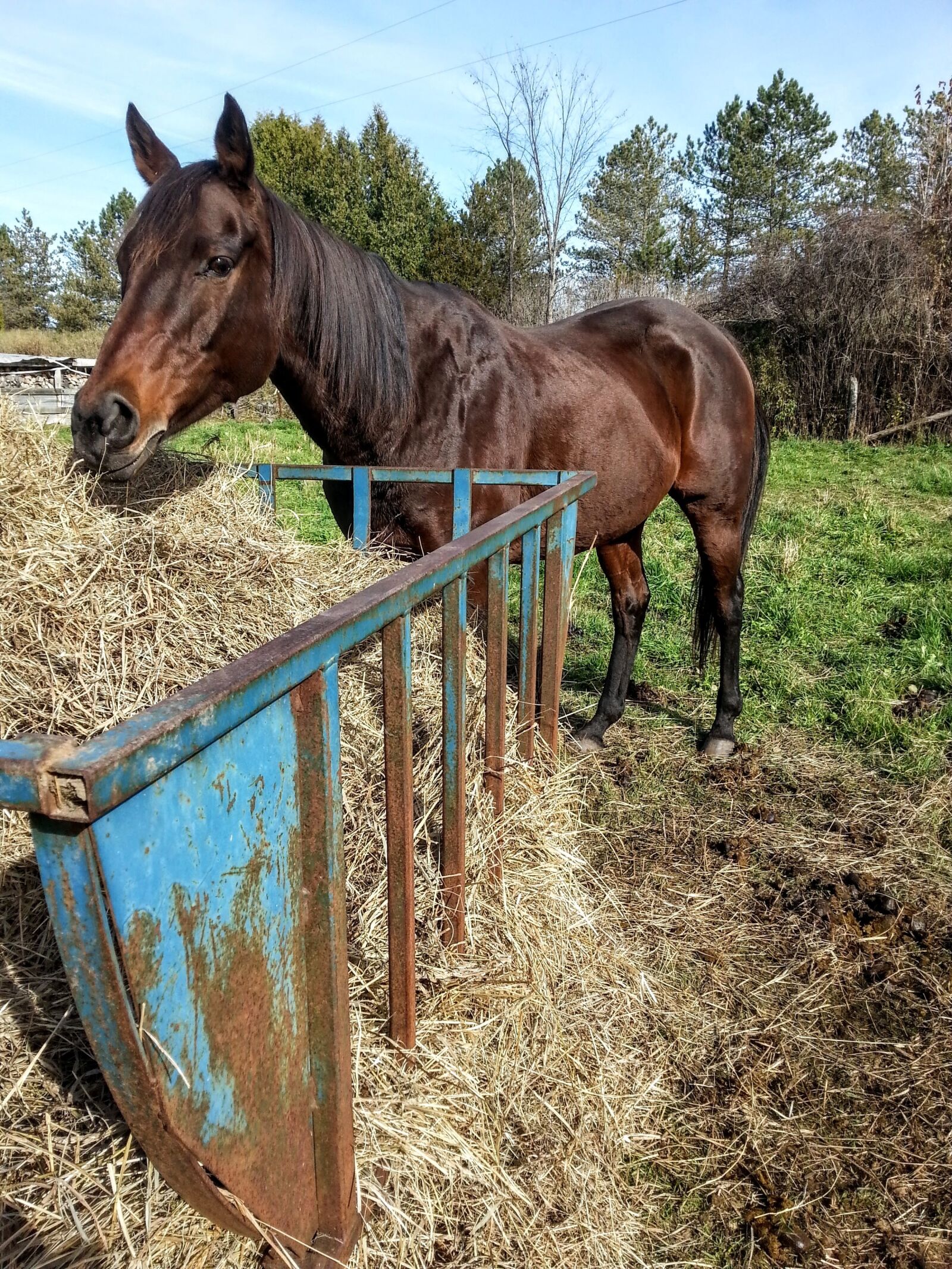 Samsung Galaxy S3 sample photo. Horse, hay, paddock photography