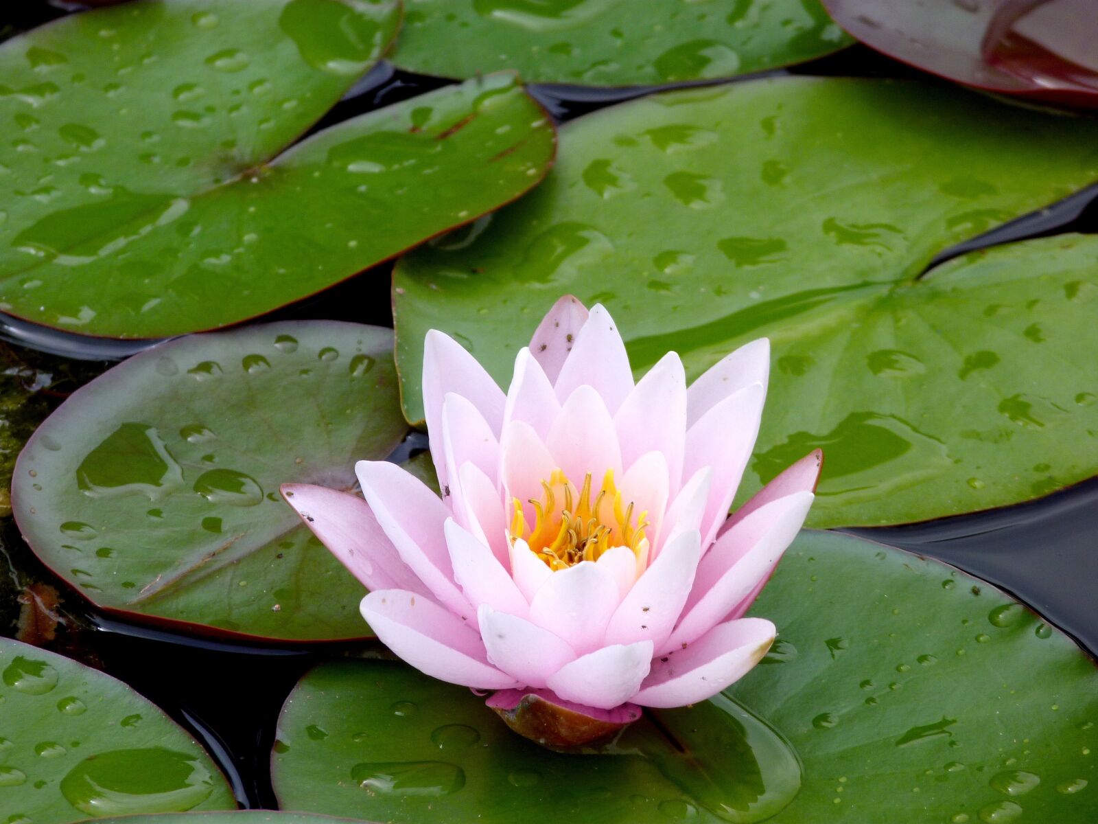 Panasonic Lumix DMC-FZ40 (Lumix DMC-FZ45) sample photo. Lotus, lily, aquatic photography