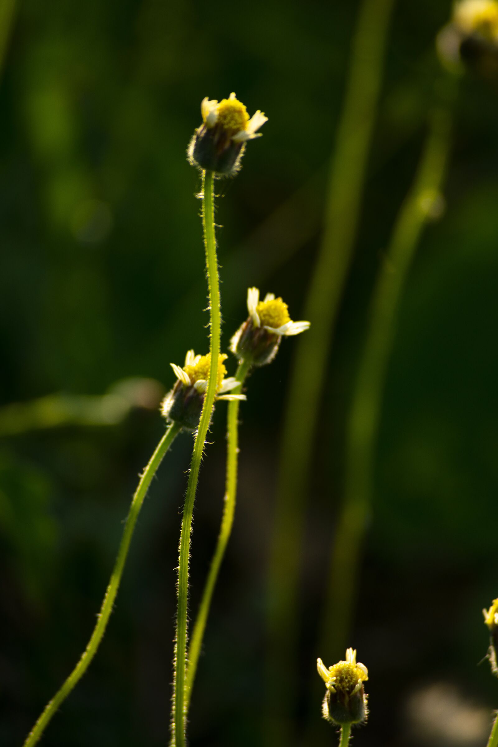 Nikon D3400 sample photo. Flower flowers, sunset flower photography