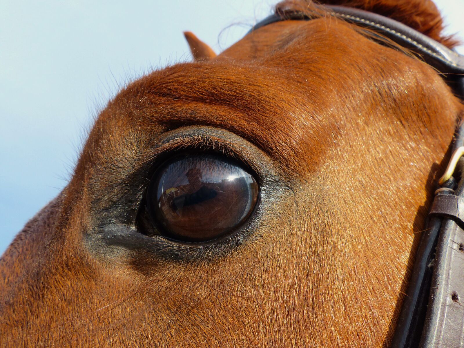 Panasonic Lumix DMC-FZ200 sample photo. Horse, œil, close up photography