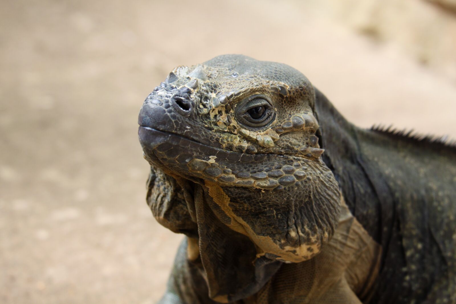 Canon EOS 50D sample photo. Iguana, lizard, animal photography