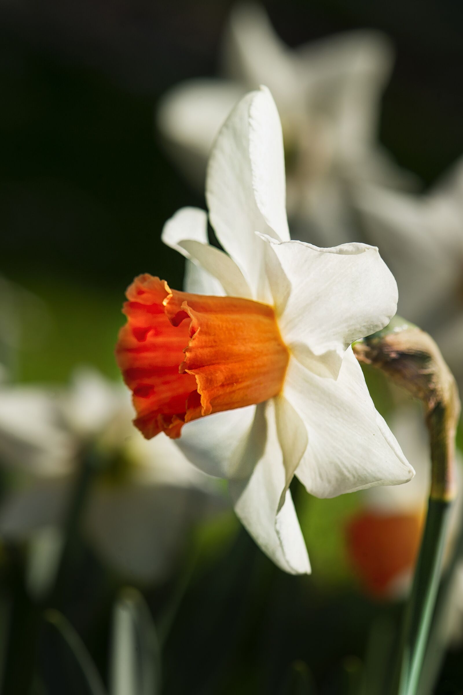 Nikon D3S sample photo. Flower, narcissus, plant photography