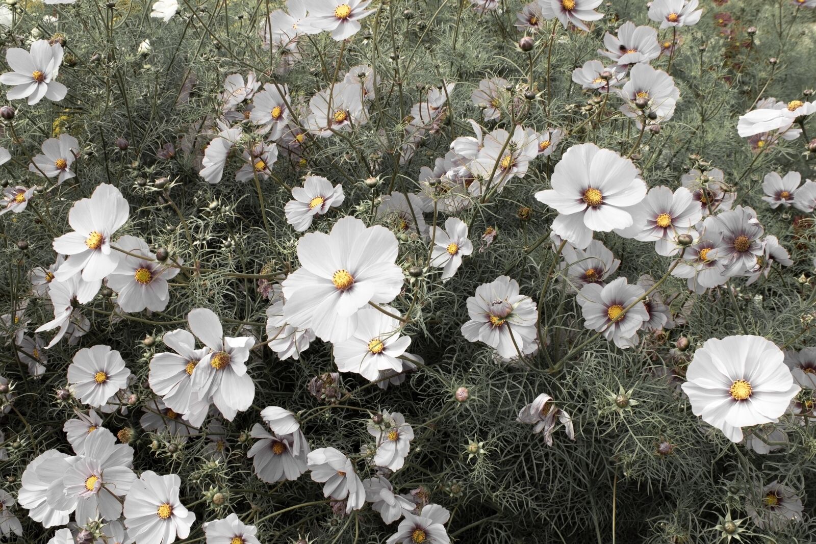 Canon EOS 600D (Rebel EOS T3i / EOS Kiss X5) sample photo. White cosmos, cosmos flowers photography