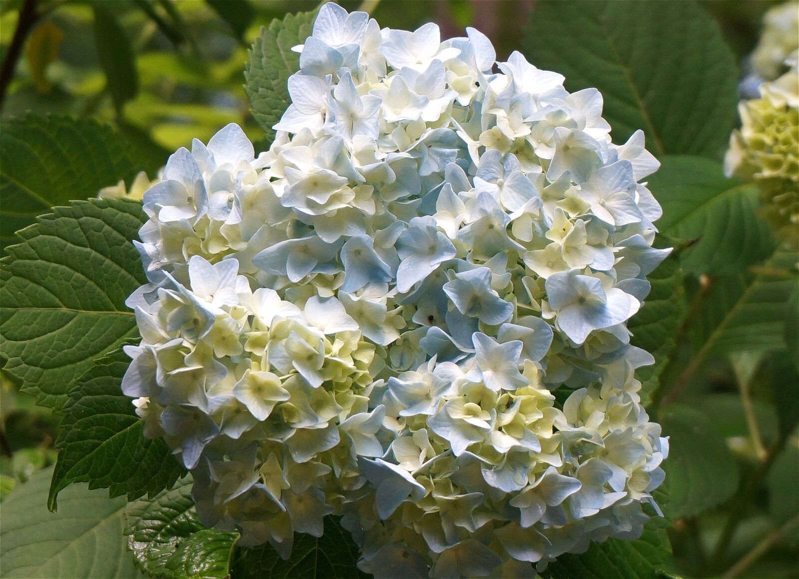 Sony Alpha NEX-5T sample photo. Blue hydrangea, rain, garden photography