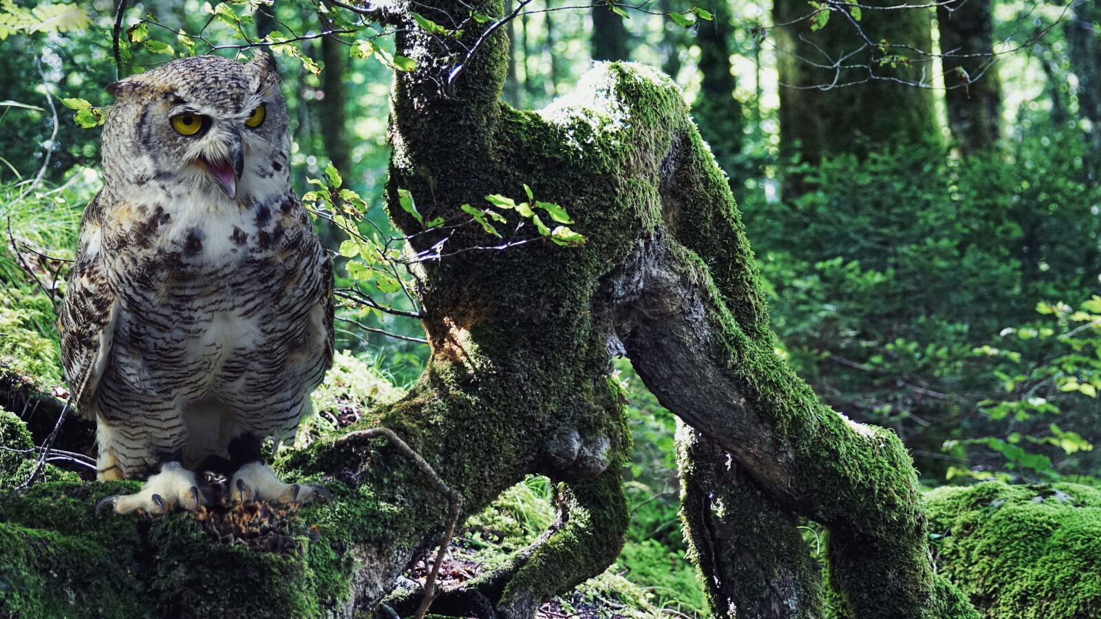 Sony DT 55-300mm F4.5-5.6 SAM sample photo. Owl, eagle owl, bird photography