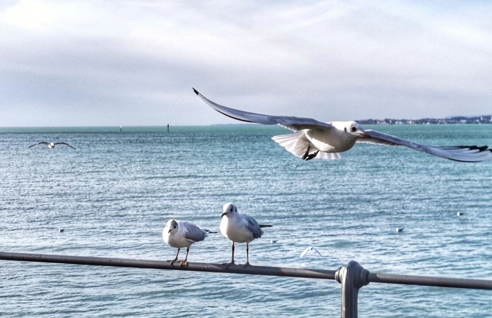 HUAWEI P30 Pro sample photo. Gulls, lake constance, mountains photography