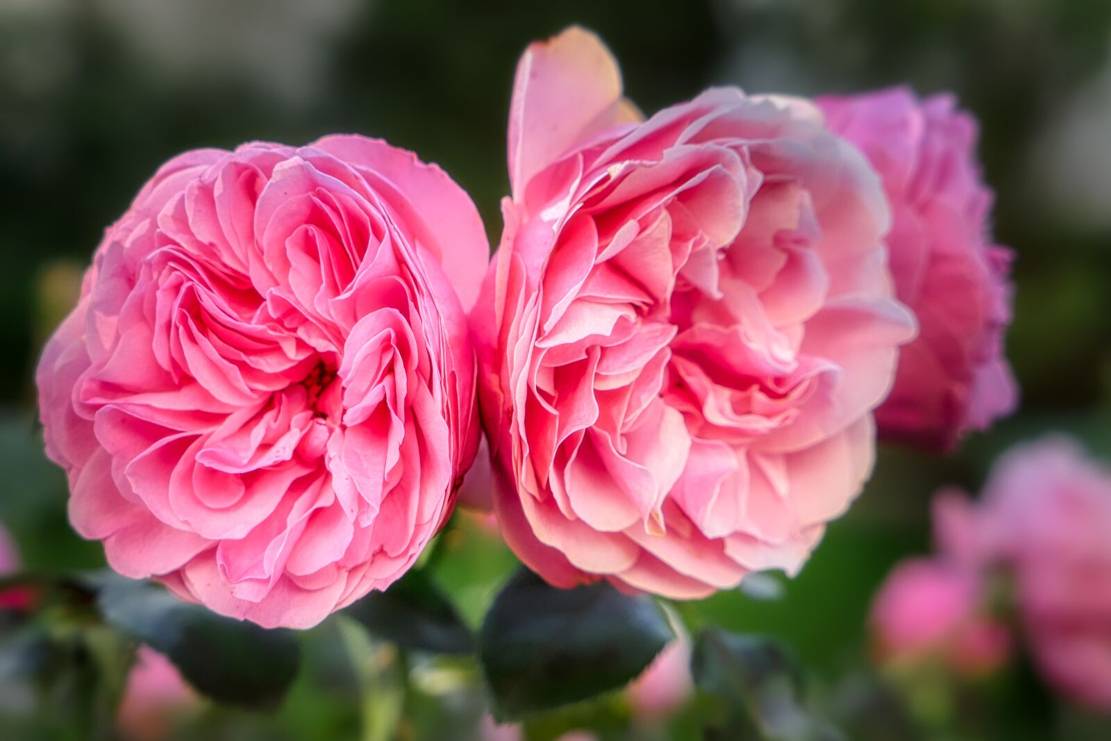 Panasonic Lumix DMC-LX10 (Lumix DMC-LX15) sample photo. Rose, blossom, bloom photography