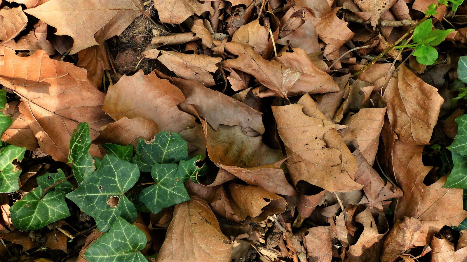 Panasonic Lumix DMC-FZ200 sample photo. Nature, leaf, fall photography