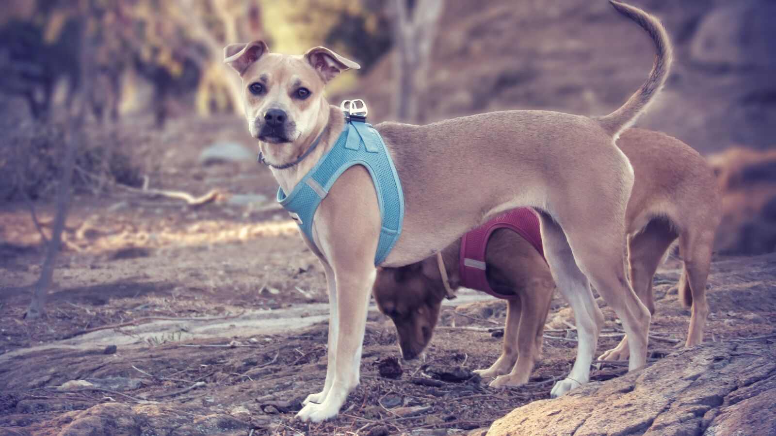 Canon PowerShot SX410 IS sample photo. Puppy, pet, pitbull photography