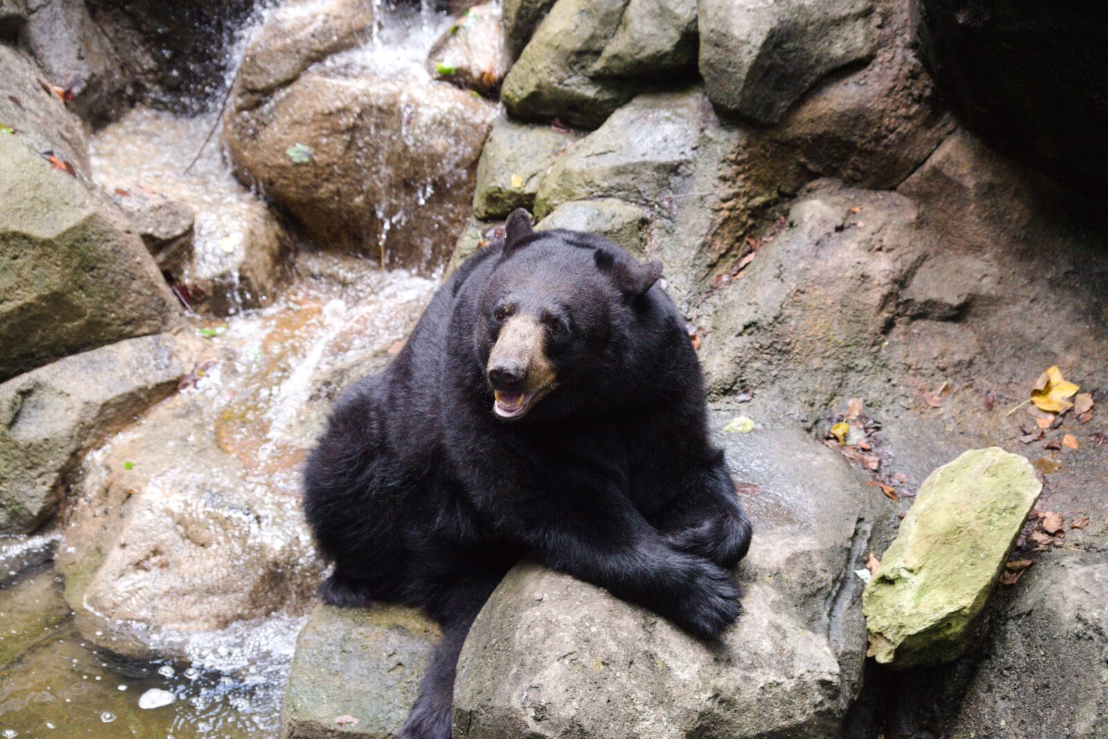 Nikon D610 sample photo. Bear, black bear, animal photography