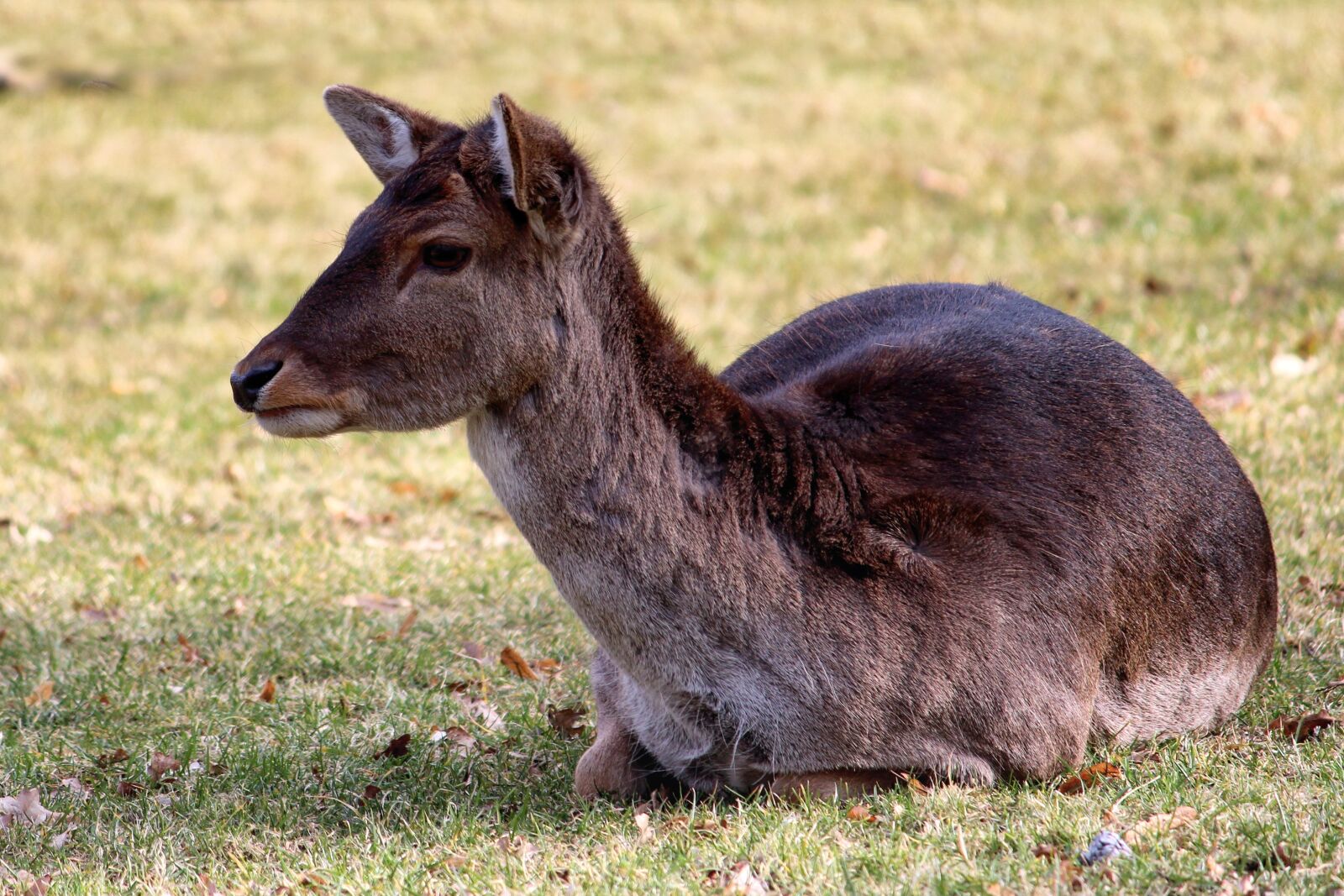 Canon EOS 600D (Rebel EOS T3i / EOS Kiss X5) sample photo. Roe deer, fallow deer photography