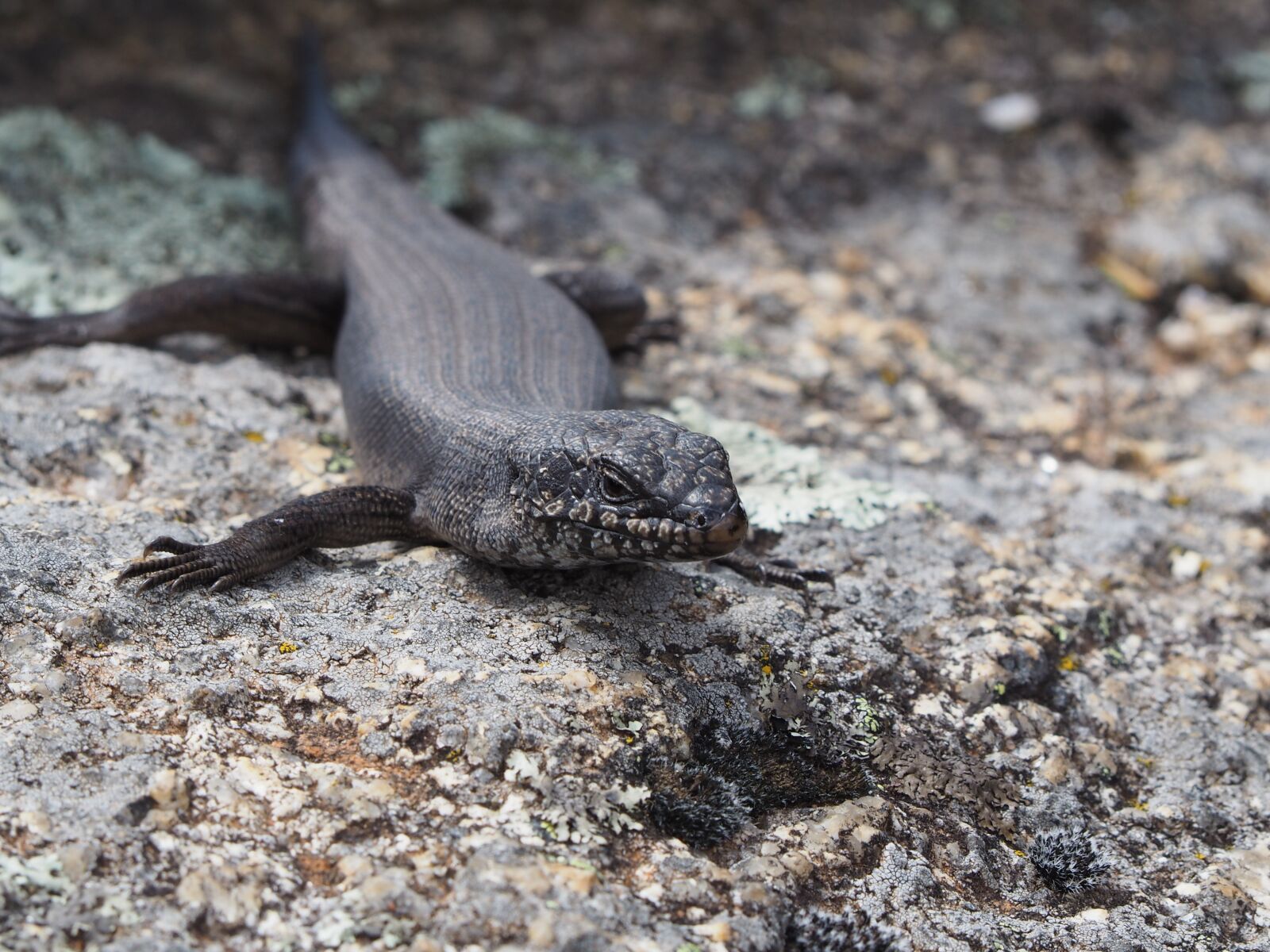 Olympus OM-D E-M10 sample photo. Lizard, grey, mt buffalo photography