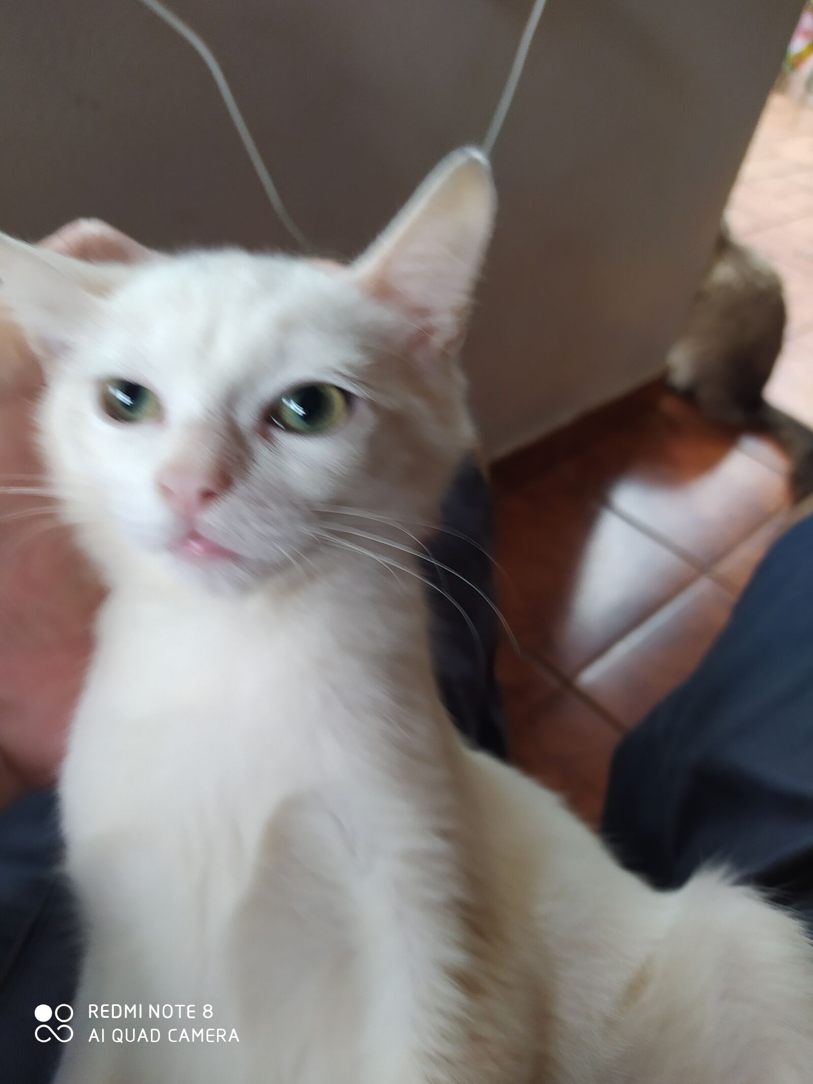 Xiaomi Redmi Note 8 sample photo. Alminha, gata, white photography