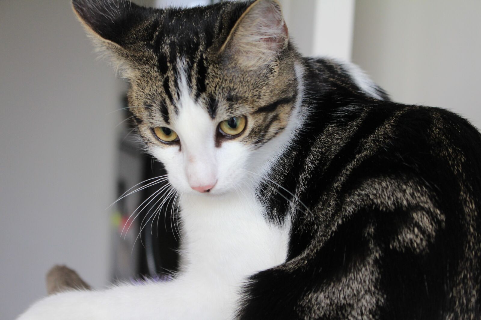 Canon EOS 700D (EOS Rebel T5i / EOS Kiss X7i) sample photo. Cat, kitten, pet photography