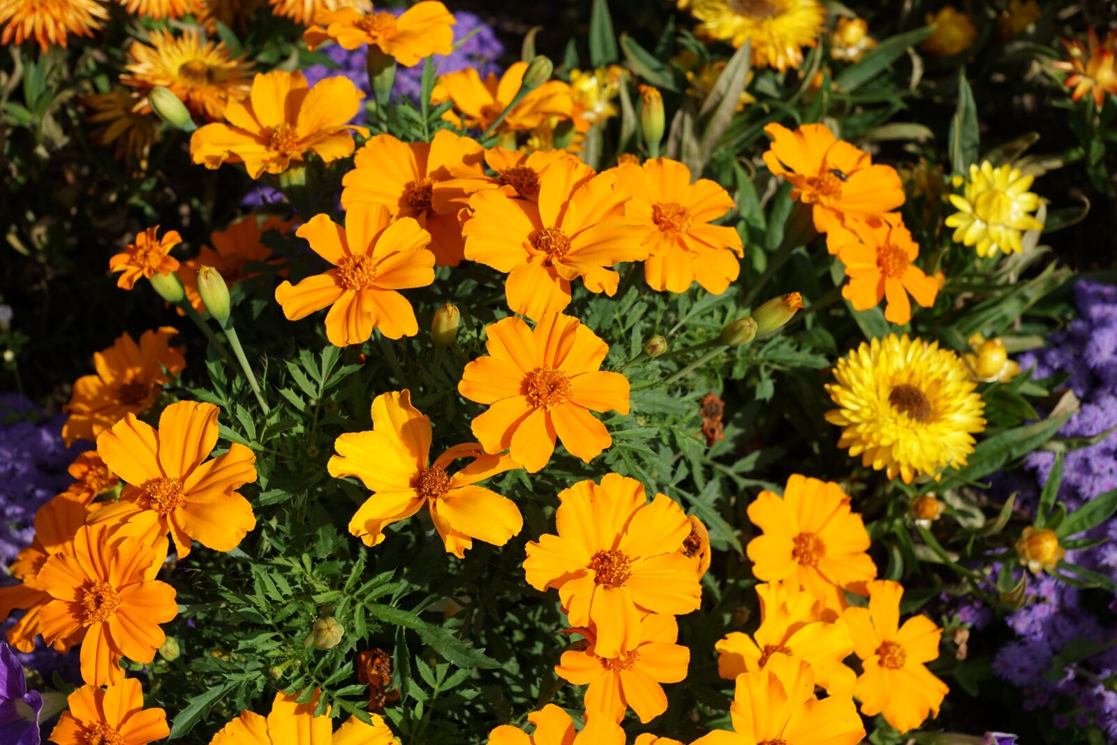 Sony DT 16-50mm F2.8 SSM sample photo. Flowers, meadow, nature photography