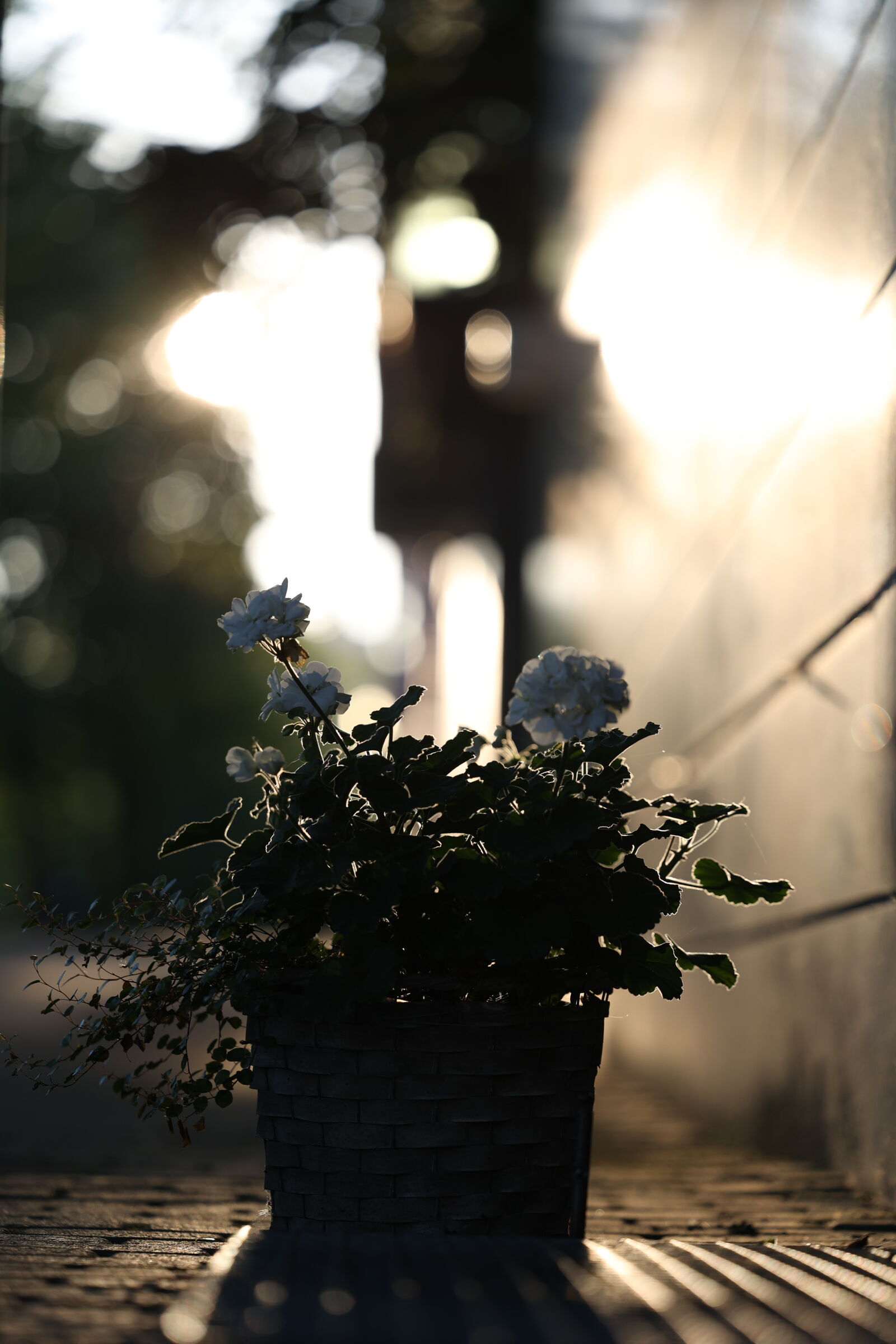 Canon RF 70-200mm F2.8L IS USM sample photo. Morning bokeh photography