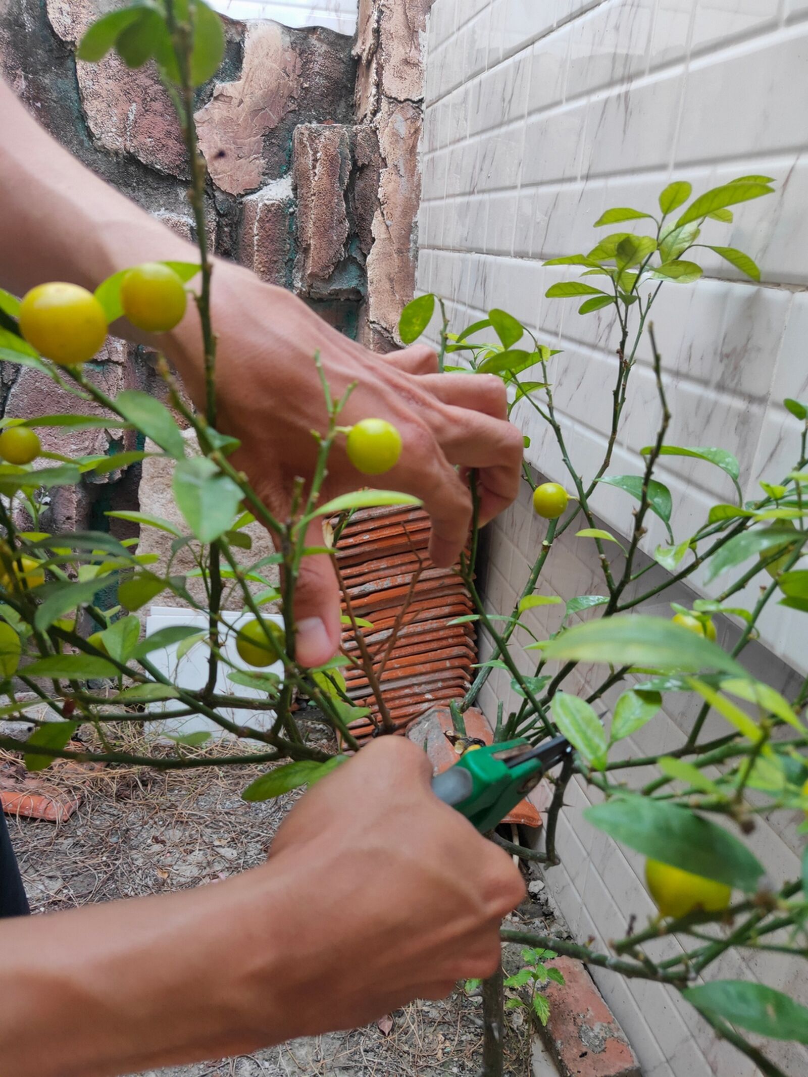 Realme 3 PRO sample photo. Pruning, hand, orange plant photography
