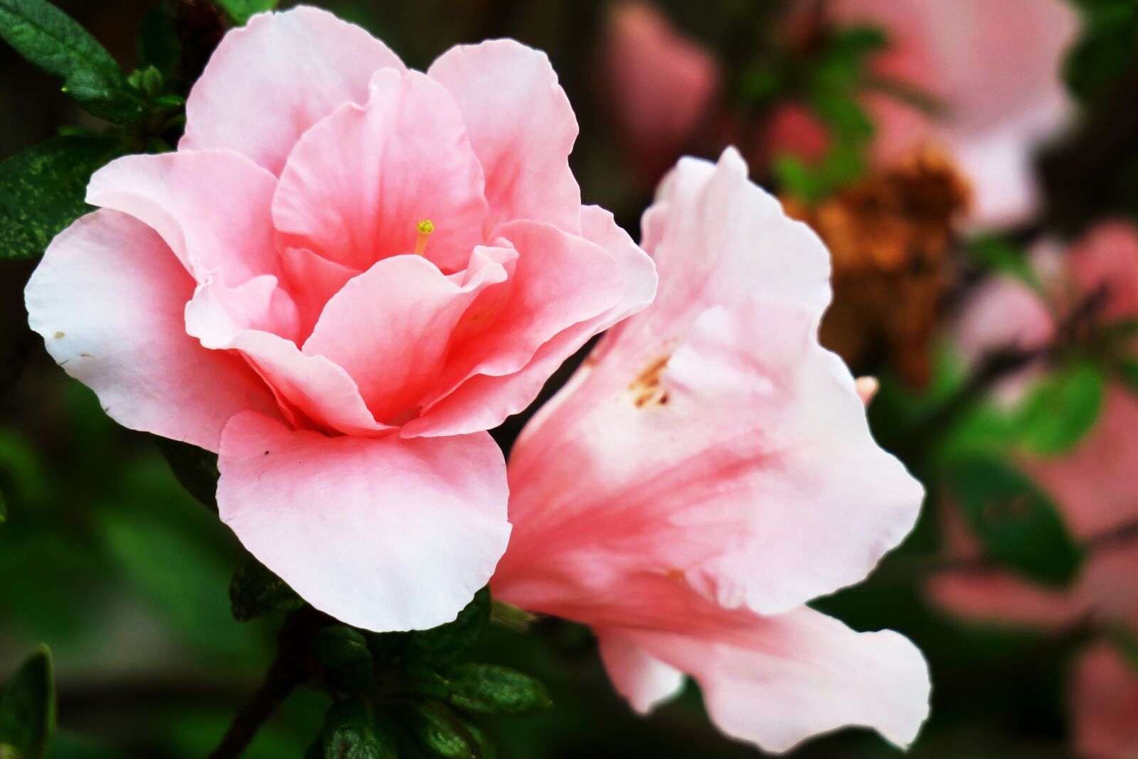 Canon PowerShot G3 X sample photo. Rhododendron, pink red, flower photography