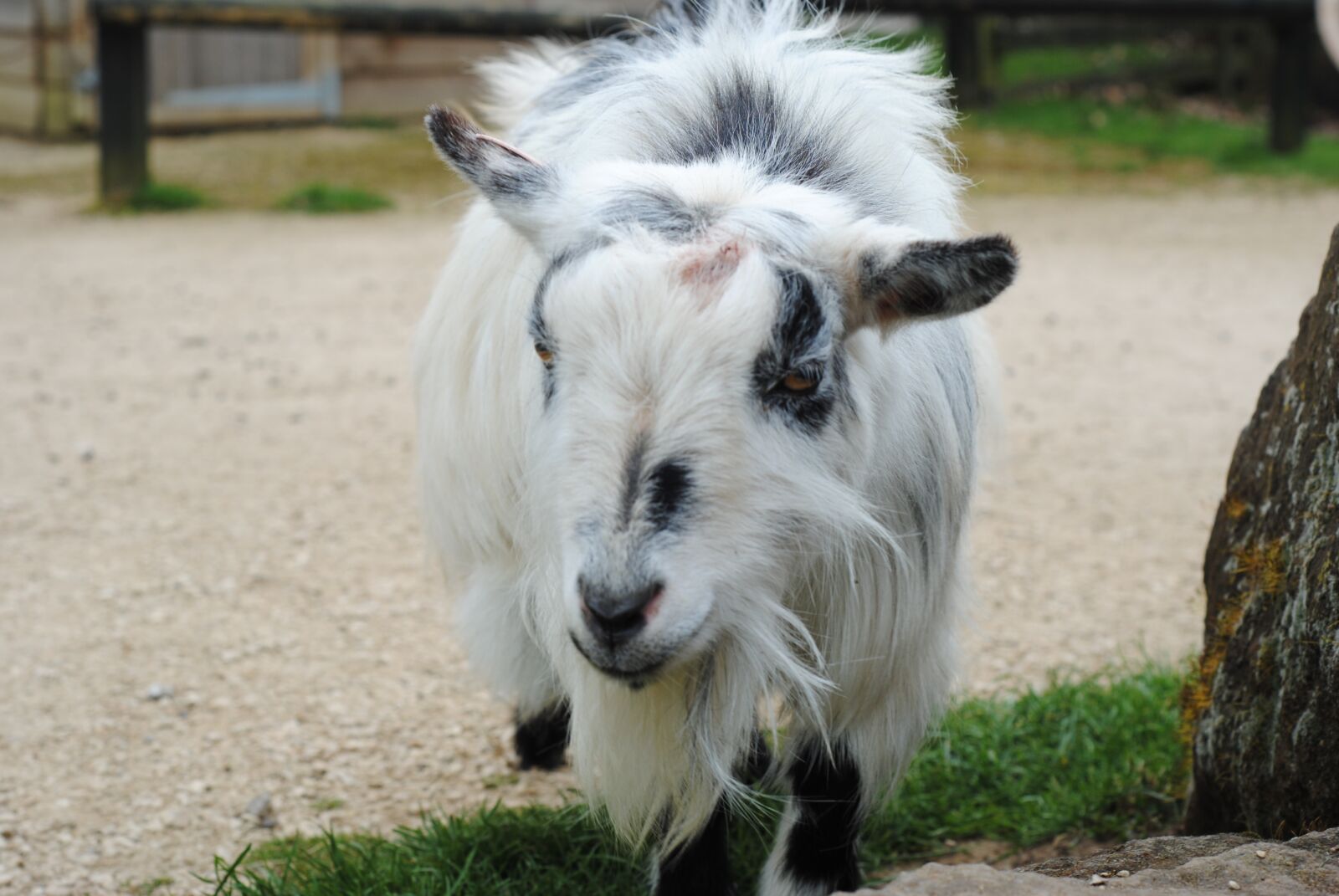 Nikon D3000 sample photo. Goat, farm, zoo photography