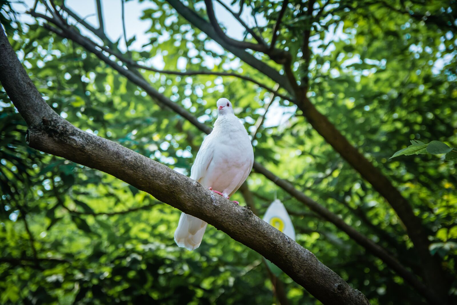 Nikon D5200 sample photo. Tree, bird, forest photography