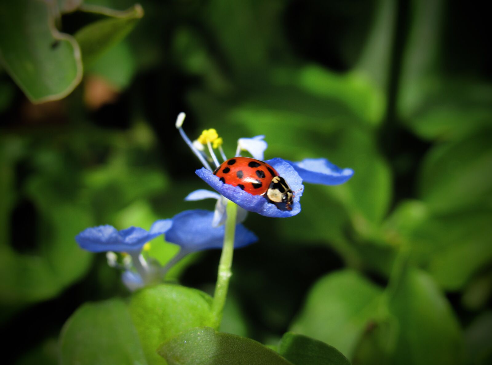 Canon PowerShot SX530 HS sample photo. Ladybug, bug, beetle photography