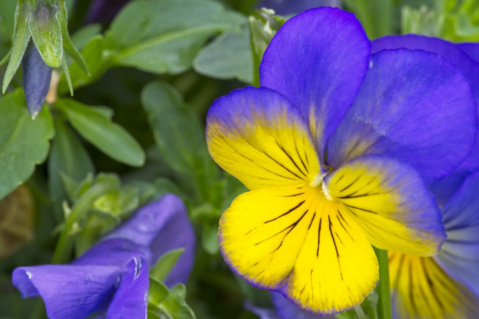 Sony FE 90mm F2.8 Macro G OSS sample photo. Pansy, flower, blue photography