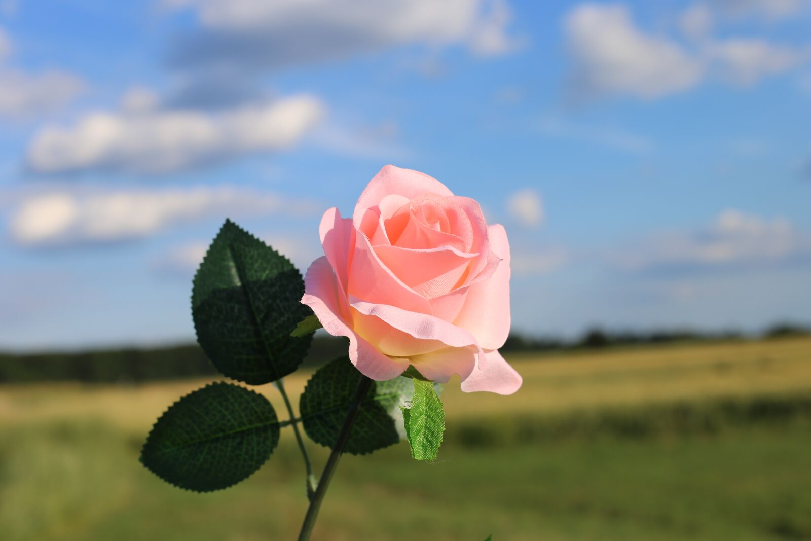 Canon EF 50mm F1.8 II sample photo. Pink artificial rose, flower photography