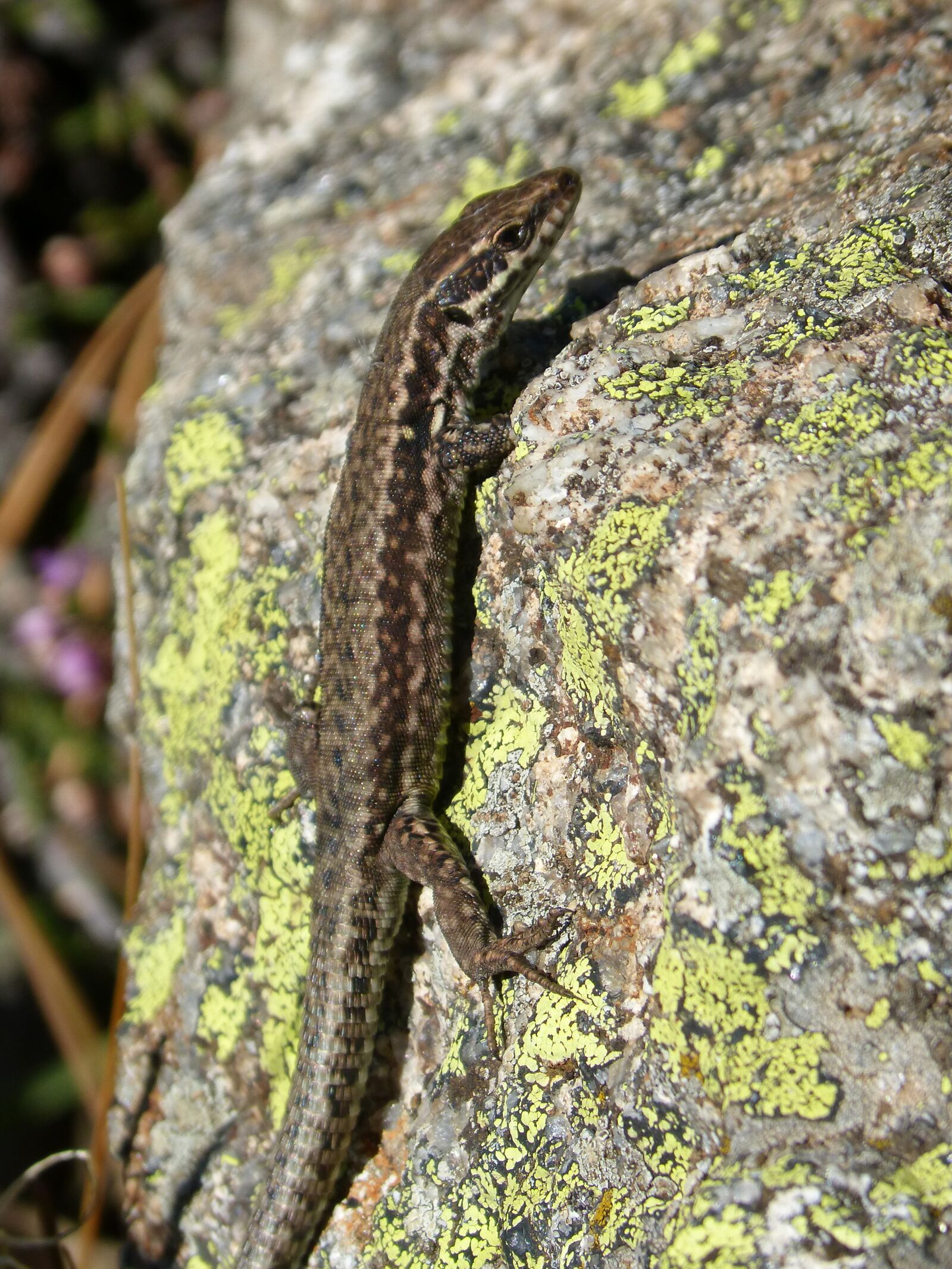 Panasonic DMC-FZ62 sample photo. Lizard, podarcis hispanica, lizard photography