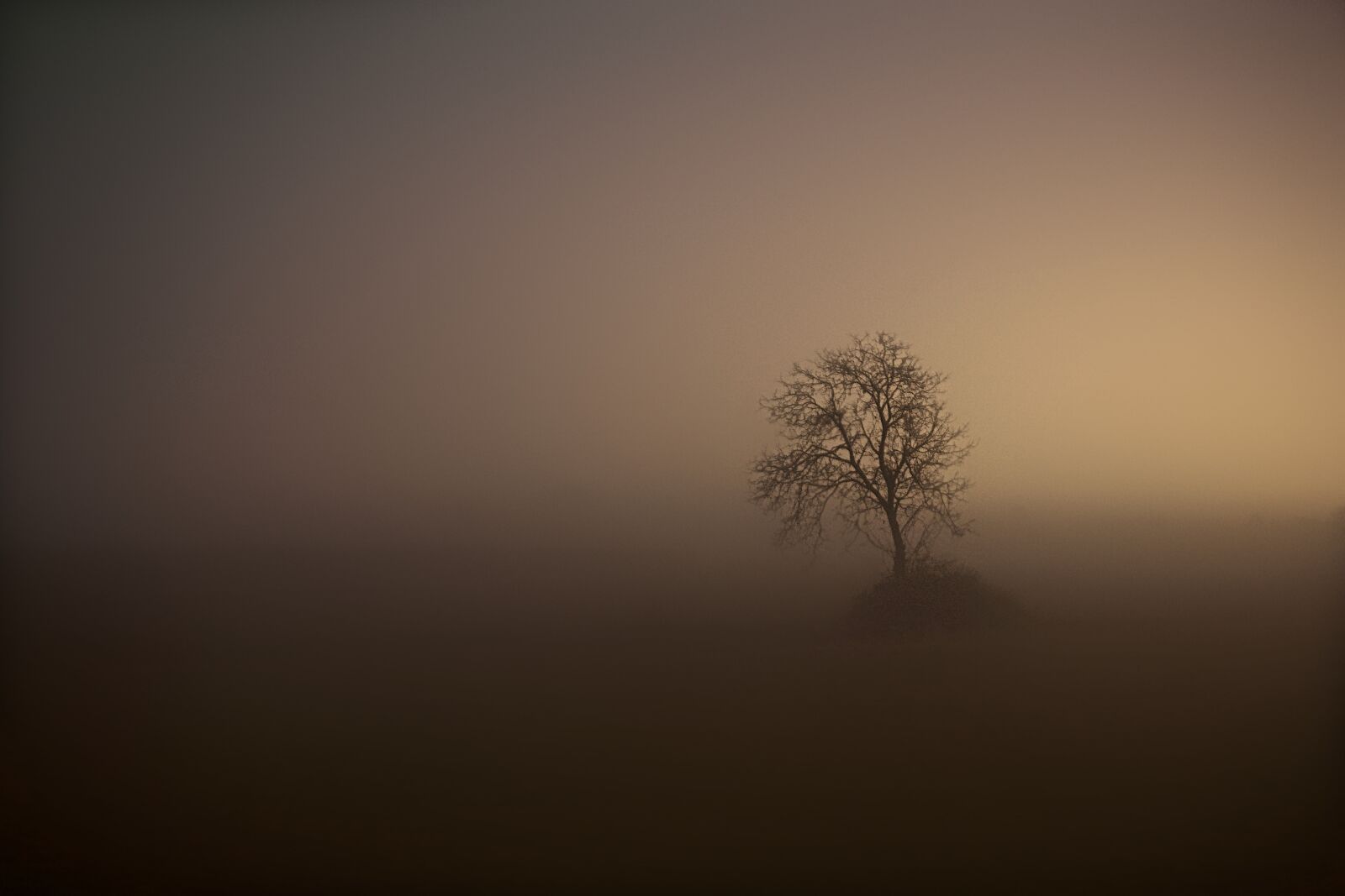 Sony E 18-50mm F4-5.6 sample photo. Fog, tree, night photography