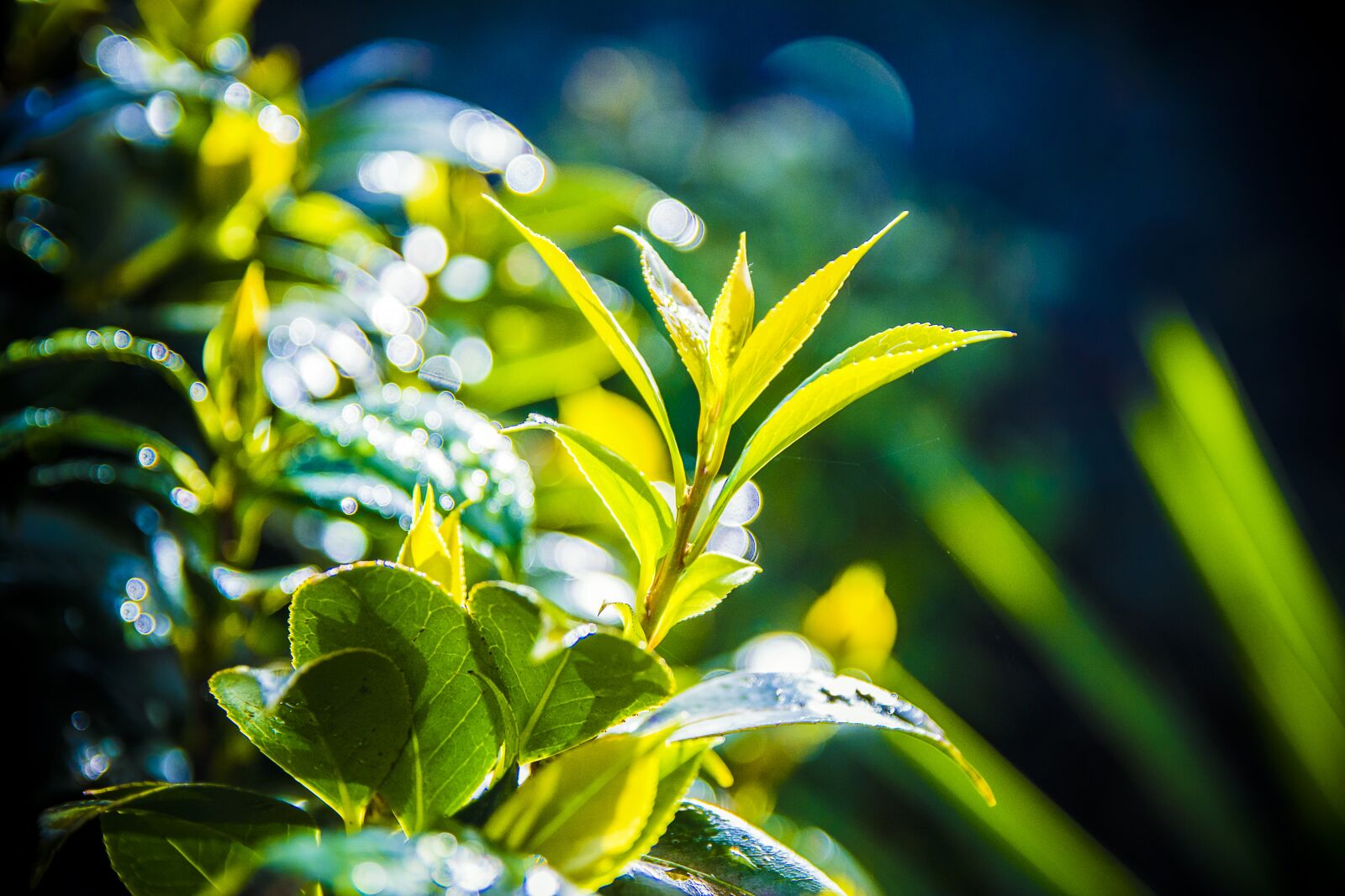 Nikon D7100 sample photo. Nature, leaf, plant photography