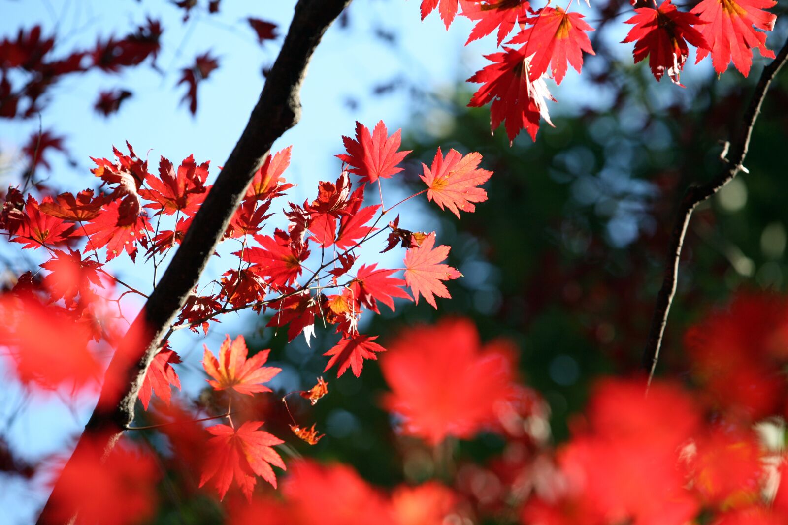 Canon EOS 5D sample photo. Autumn leaves, autumn, leaves photography