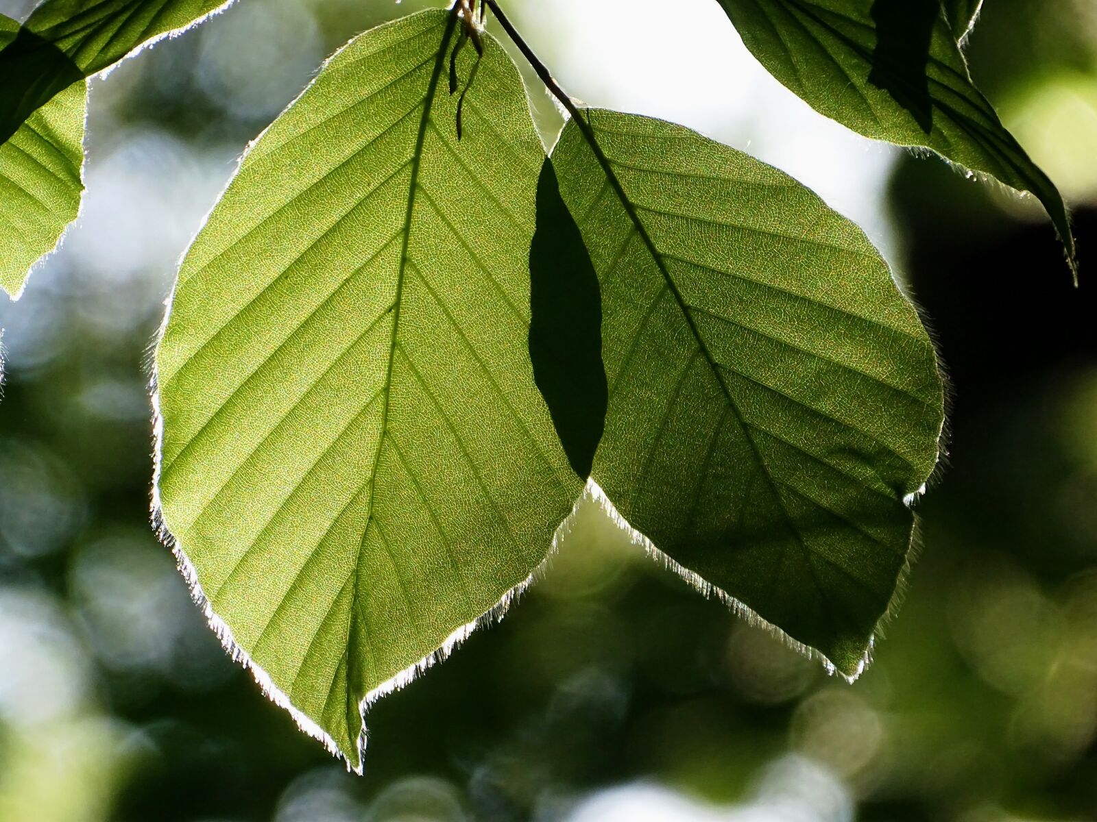 Sony Cyber-shot DSC-HX350 sample photo. Leaves, tree, forest photography