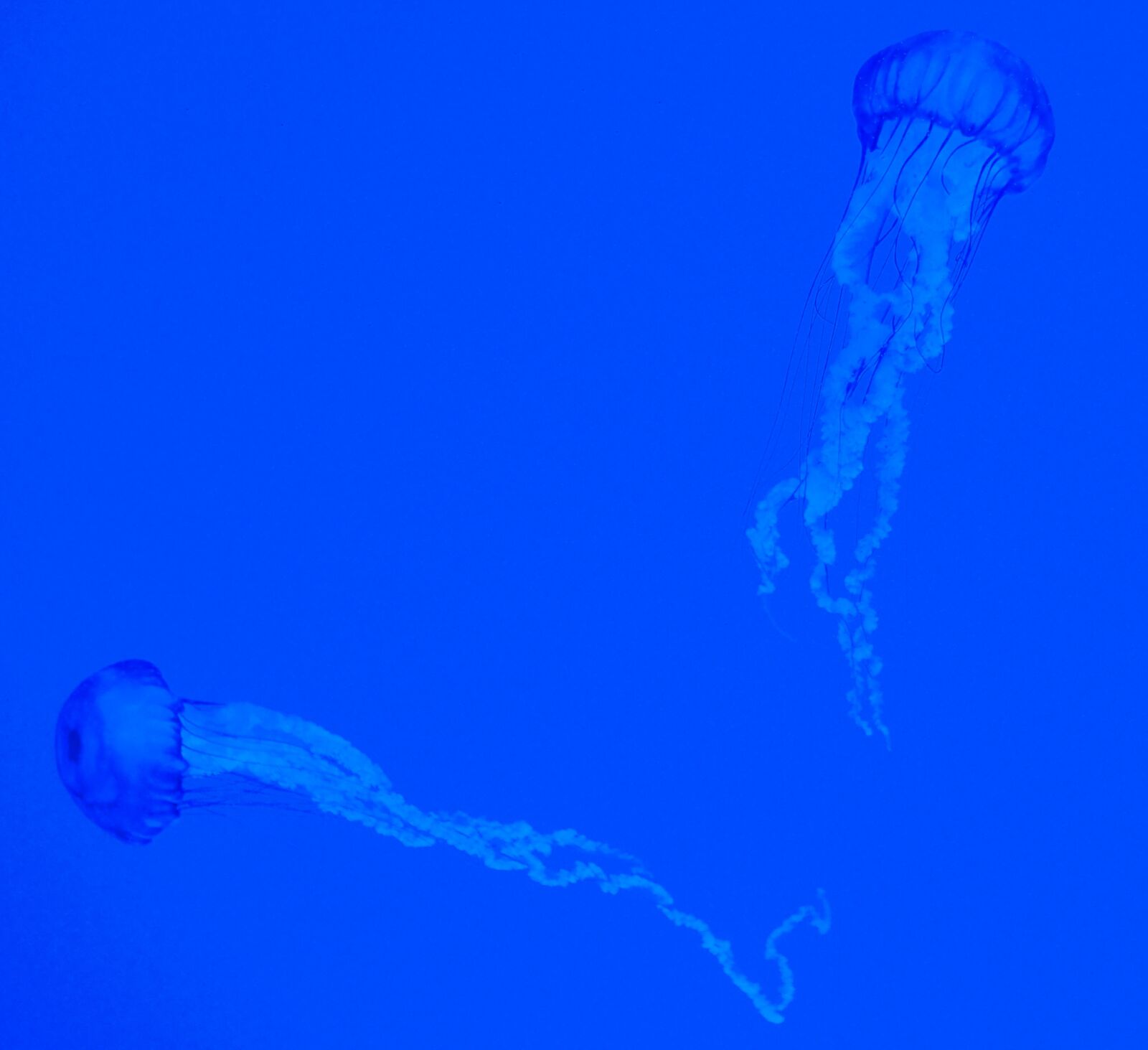 Olympus OM-D E-M10 II sample photo. Aquarium, blue, jellyfish photography