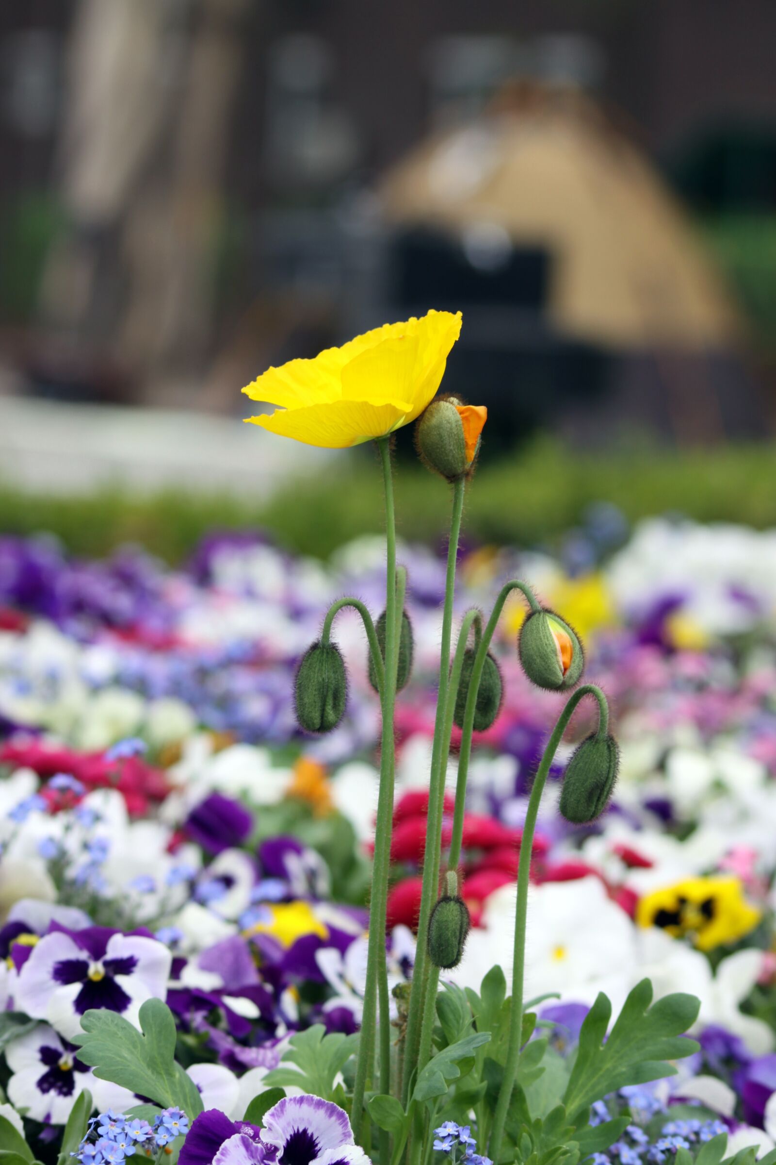Canon EOS 50D sample photo. Ponceau, poppy, spring flowers photography