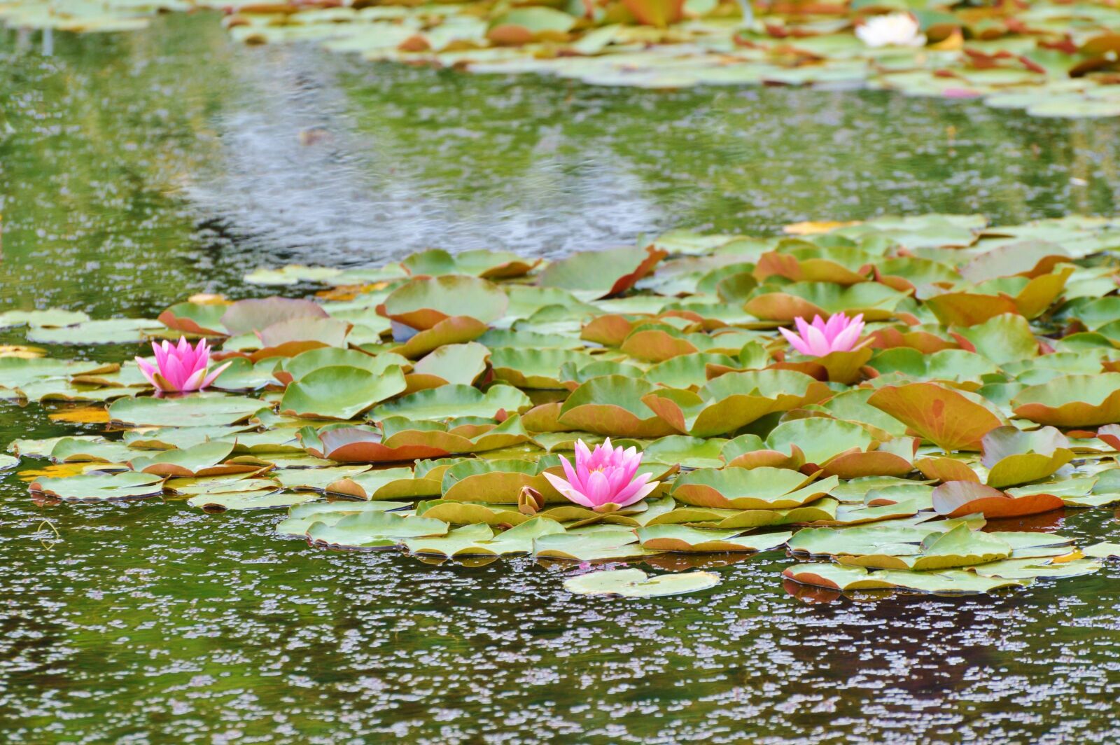 Nikon D3200 sample photo. Water lilies, lily pond photography