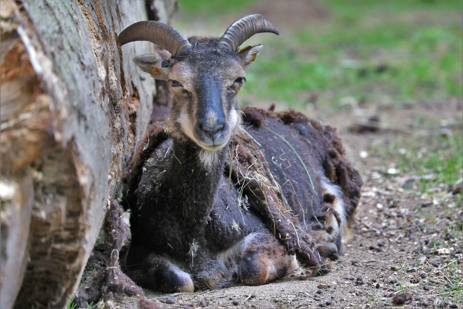 Canon EOS 5D Mark IV sample photo. Goat, animal, nature photography