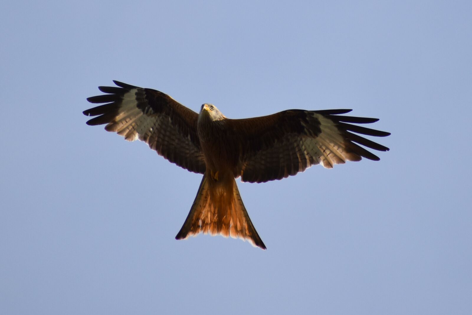 Nikon D3500 sample photo. Red kite, milan, raptor photography