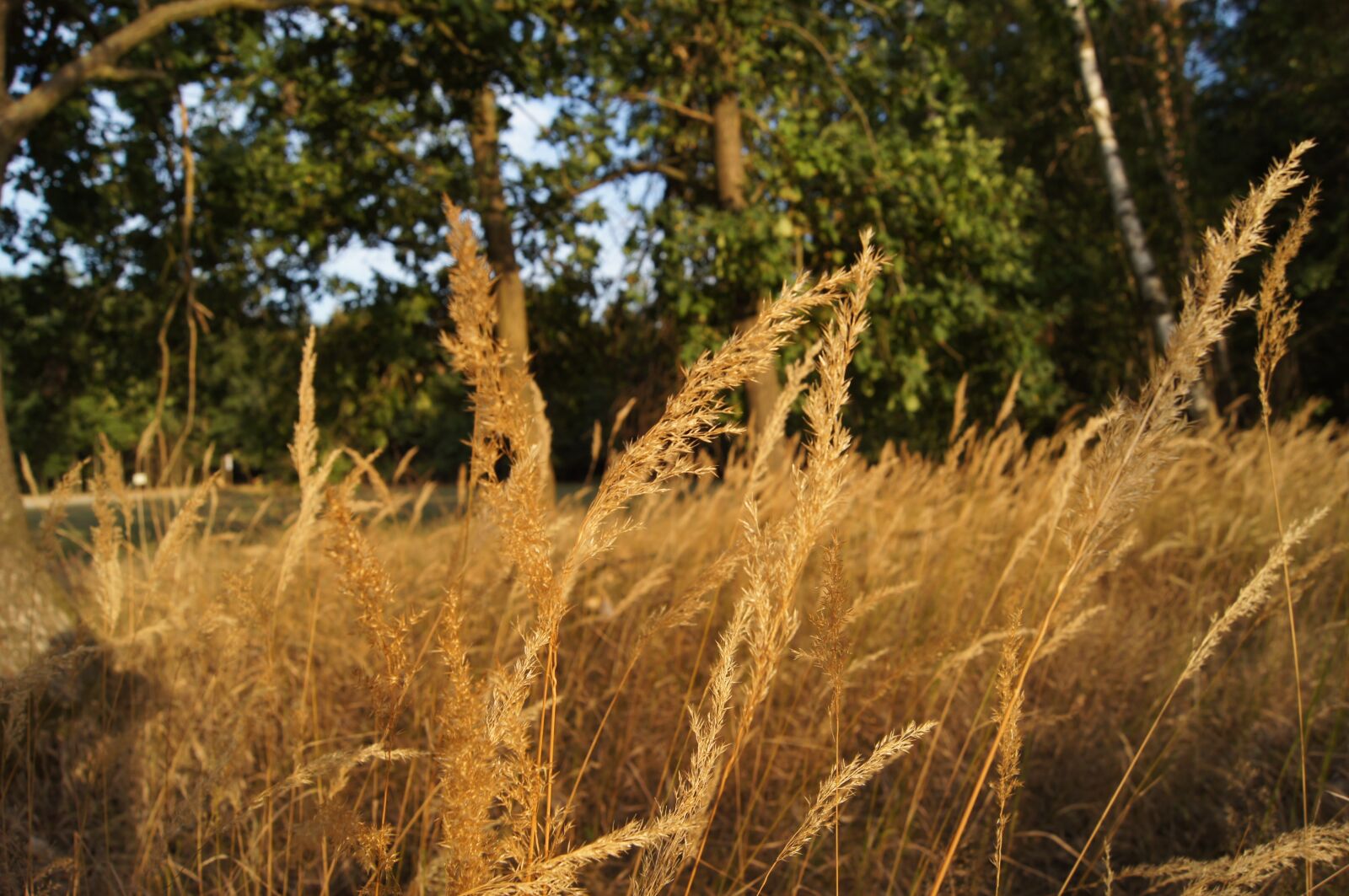 Sony SLT-A55 (SLT-A55V) sample photo. Nature, grasses, tree photography