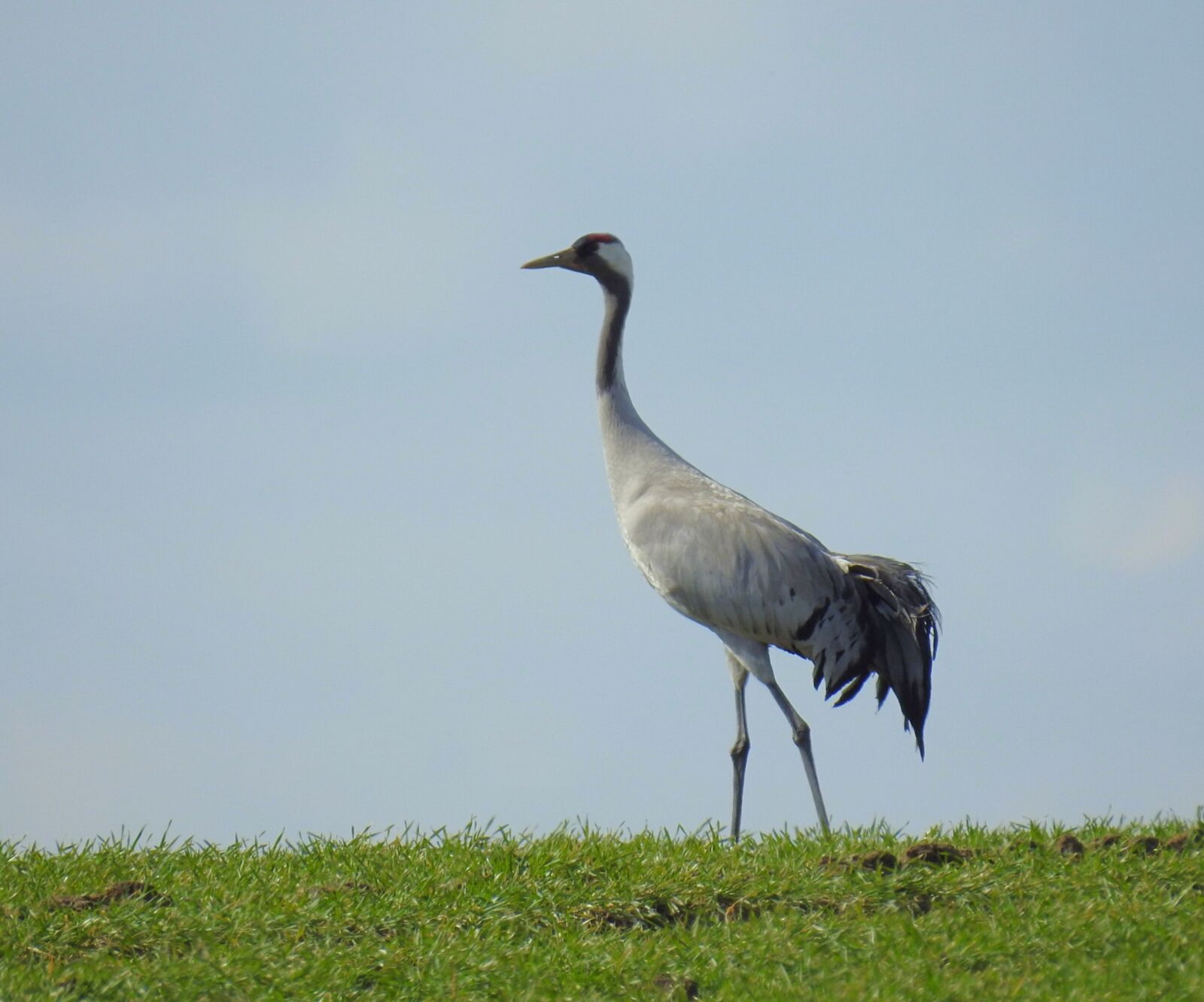 Nikon Coolpix P900 sample photo. Crane, water bird, nature photography