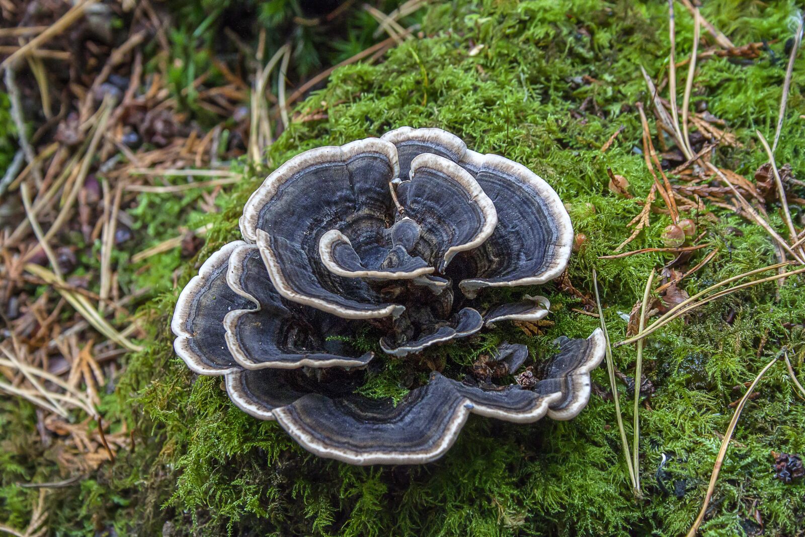 Canon EOS 500D (EOS Rebel T1i / EOS Kiss X3) + Canon EF-S 18-55mm F3.5-5.6 II sample photo. Fungi, mushroom, bracket photography