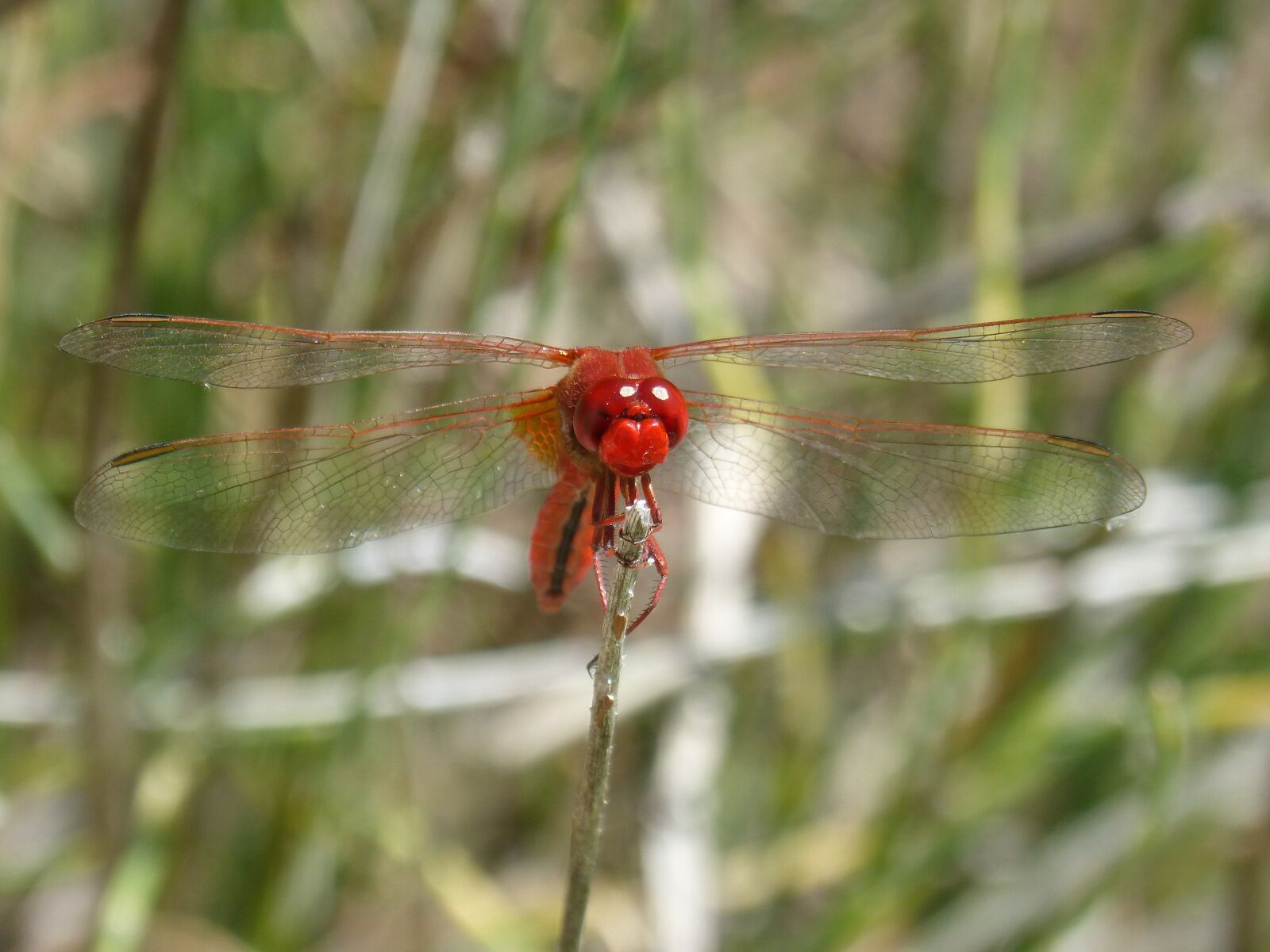 Panasonic DMC-FZ62 sample photo. Red dragonfly, front branch photography