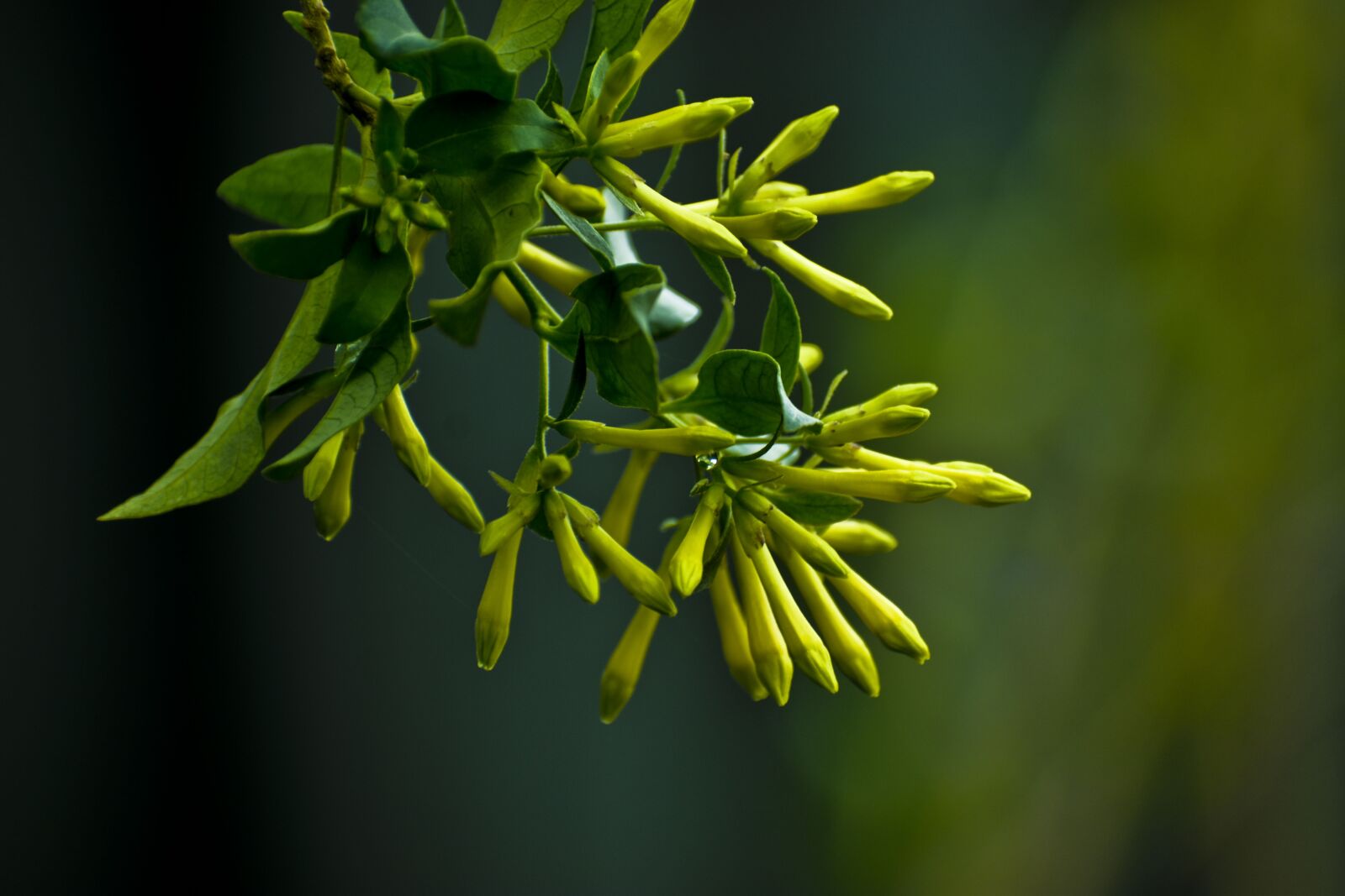 Nikon D3500 sample photo. Spring, hanging flower buds photography